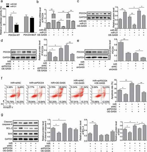 Figure 5. LncRNA GAS5 positively regulates PDCD4 expression by functioning as a sponge of miR-21 in H/R. (a) Dual luciferase reporter assay in the cells transfected with miR-NC or miR-21 and luciferase reporter plasmids carrying 3ʹ-UTR of PDCD4. (b) qPCR analysis of PDCD4 in the cells transfected with GAS5, miR-NC, miR-21 mimics or co-transfected with miR-NC or miR-21 mimics and GAS5 under H/R (16 h/3 h). (c) Western blot showing the protein level of PDCD4 in the cells transfected with GAS5, miR-NC, miR-21 mimics or co-transfected with miR-NC or miR-21 mimics and GAS5 under H/R (16 h/3 h). (d) Western blot was applied to detect the protein level of PDCD4 in the cells transfected with shPDCD4 or GAS5 or co-transfected with shNC or shPDCD4 and GAS5 under H/R (16 h/3 h). (e) Western blot was applied to detect the protein level of PDCD4 in the cells of control, H/R, H/R+ shNC or H/R+ shGAS5 groups. (f) Measurement of cell apoptosis by flow cytometry in the cells transfected with shPDCD4 or GAS5 or co-transfected with shNC or shPDCD4 and GAS5 under H/R (16 h/3 h). (g) Western blot showing the protein expression of cleaved caspase-9, BCL-2, and BAX in the cells under H/R (16 h/3 h). Data are presented as the mean ± SD from at least three independent experiments. *p < 0.05 and **p < 0.01.