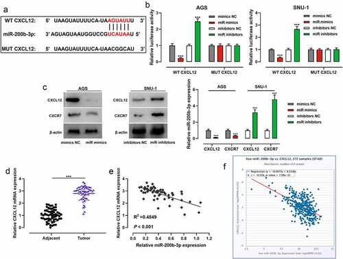 Figure 4. MiR-200b-3p targets CXCL12 in GC cells.