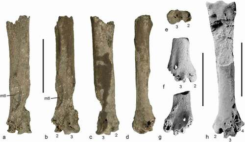 Figure 7. (a)‒(e) Partial right tarsometatarsus of Aves indet. A. (?Morsoravis), from the early Eocene of the Nanjemoy Formation (USNM PAL 771593) in plantar (a), medioplantar (b), mediodorsal (c), medial (d), and distal (e) view. (f), (g) Distal end of a right tarsometatarsus (SMF Av 634), which was likened to Morsoravis by Mayr (Citation2016) in dorsal (f) and plantar (g) view. (h) Left tarsometatarsus (dorsal view) of Morsoravis sedilis from the early Eocene Fur Formation in Denmark (holotype, MGUH 28930); dorsal view, surrounding matrix was digitally removed. Abbreviation: mtI, fossa metatarsi I. The tarsometatarsal trochleae are numbered. The scale bars equal 5 mm. [Colour online].