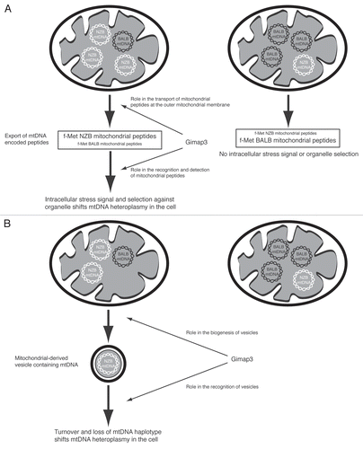 Figure 2 Possible models for selecting mitochondrial DNA (mtDNA) haplotypes in leukocytes and the potential role of Gimap3. (A) MtDNA selection is due to intracellular organelle selection resulting from the export of NZB-encoded mitochondrial peptides. Mitochondrially-encoded fMet peptides are known to be exported from mitochondria and form the basis of the maternally-transmitted antigen. Gimap3 could function in the export or recognition of mitochondrially-encoded peptides. (B) MtDNA selection is due to mitochondrially-derived vesicles. Vesicles are known to bud off from mitochondria. Gimap3 could function in the biogenesis or recognition of vesicles.