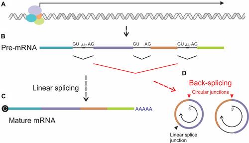 Figure 1 Schematic illustration of formation of circRNA by back-splicing. (A) Gene transcription generates (B) pre-mRNA sequences, which comprise exons (colored rectangles) and introns (intervening black lines). Alu repeats located within introns may play a role in circularization during back-splicing. (C) Canonical linear splicing of pre-mRNA joins upstream splice donors (GU) with downstream splice acceptors (AG) to link exons, remove introns and form mature mRNA with 5’ cap and 3’ poly(A). (D) Back-splicing, which involves circularization of RNA, entails coupling of downstream donor elements with upstream acceptors. Sequences at the resultant circular splice junctions (red arrowhead) are distinct from the sites of linear splicing (black arrowhead). circRNAs formed by back-splicing typically comprise combinations of exons but may also include introns. Arrow within the circRNAs represents 5’ to 3’ polarity of the pre-mRNA.