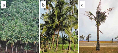 Figure 1. Cocos nucifera trees in three production and landscape settings. (a) Highly productive Philippine copra agroforest. (b) Healthy unmanaged tree in the Philippine farm setting. (c) Unhealthy tree in Guam landscape 11 y after the invasion of Oryctes rhinoceros.