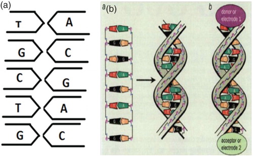 Figure 1. The DNA double-helix strands consist of two linear strands with four bases – guanine (G), cytosine (C), adenine (A) and thymine (T). The bases A on the one strand pair up with the complementary bases T on the other strand, while G pairs up with C. Electron transport experiments on DNA molecules have donor and acceptor groups added at each end. In such experiments, the DNA molecules are sandwiched between two metal electrodes (E1 and E2). Figure 1(b) adapted from Dekker and Ratner (Citation2001).