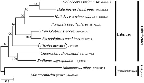 Figure 1. Phylogenetic position of Cheilio inermis based on a comparison with the complete mitochondrial genome sequences of 10 species. The analysis was performed using MEGA 7.0 software. The accession number for each species is indicated after the scientific name.