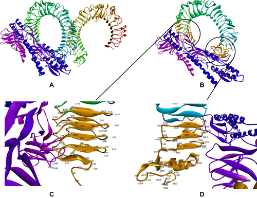 Figure 4 Docking of constructed vaccine with the immune receptor (TLR4). Docked for the final vaccine-TLR4 complex (A). Interaction of multi-epitope vaccine with B chain of TLR4 is highlighted in Orange (B). The interacting residues of the multi-epitope vaccine and B chain of TLR 4 (C and D). The docked model was visualized using Discovery Studio Visualizer (D.S.V.) v16.1.0.153500.