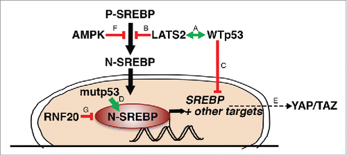 Figure 3. A partial picture of) the SREBP regulatory network. The LATS2-WTp53 axis (A) inhibits processing of P-SREBP (B) and transcription of SREBP mRNA (C). Mutant p53 (mutp53) binds N-SREBP and augments its transcriptional activity (D). YAP/2AZ are dependent on the mevalonate pathway for their activity (E). AMPK inhibits processing of P-SREBP (F). RNF20 ubiquitinates SREBP and drives its degradation (G).