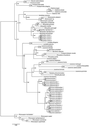 Figure 1. Majority-rule consensus tree based on a Bayesian MCMC analysis of mrSSU, LSU, ITS, MCM7, RPB1, and RPB2, showing the phylogenetic position of Bryonora in the Lecanoraceae. Branch support is given as posterior probability (PP)/bootstrap support (BS). Bootstrap support values are from a corresponding maximum likelihood analysis. Only BS values >70% are shown. GenBank accession numbers and voucher information are given in TABLE 1.