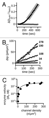 Figure 6. Rate of ligand-sensitivity change is sensitive to channel density. (A) Representative time course demonstrating the change of current in the presence of a sub-saturating concentration of cGMP (2 μM) for control (open diamonds) and 10 nM MMP9 treated (filled diamonds) patches immediately following excision. The 2 μM current was normalized to the saturating cGMP current (IMAX). Shaded area highlights the linear phase of the gating change. (B) Scatter plot of the linear phases of representative time courses with varying channel densities for patches treated with MMP9. Data expressed as the change in the 2 μM current density (ΔIρ). Approximate channel densities for each time course (listed on right) were calculated with membrane patch area estimates.Citation84 Gray lines represent linear fits, with the following best-fit slopes: (in ascending order, pA•(μm2 • sec)−1) 0.0046, 0.043, 0.12, 0.30 and 0.33. (C) Best-fit slopes were plotted against the estimated channel densities for MMP9 treated patches and fit with the Michaelis-Menten equation with the following best-fit parameters and 95% confidence intervals: KM = 177 ± 26 channels; VMAX = 0.5 ± 0.03 pA•(μm2 • sec)−1.