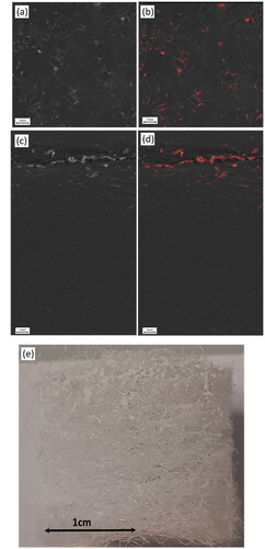 Figure 6. Cross sectional image of reconstructed image in top view, raw (a) and segmented image (b). Cross sectional image of reconstructed image in side view, raw (c) and segmented image (d). Image of particle loaded filter sample from side view recorded with a camera (e).