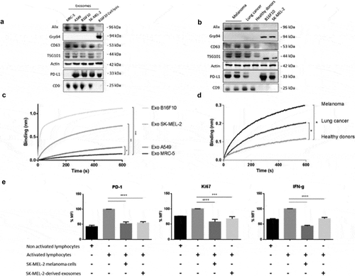 Figure 1. PD-L1 expression in tumour-derived exosomes. (A/B) Representative immunoblots showing expression of Alix, CD63, TSG101, PD-L1 and CD9 in exosomes derived from cell lines (a) MRC-5 (normal human lung cells), A549 (human lung cancer), B16F10 (mouse melanoma) or SK-MEL-2 (human melanoma) or (b) plasma-derived exosomes from melanoma patients, lung cancer patients and healthy donors. Grp94 is used here as an exosomal negative control and actin as a loading control. Cell lysates are also included. (C/D) Binding of exosomes (nm) derived from cell lines (MRC-5, A549, SK-MEL-2, B16F10) or from plasma samples of melanoma patients (n = 6) or lung cancer patients (n = 6) and healthy donors (n = 5) to immobilized biotinylated PD-1 determined by biolayer interferometry. Binding curves represent mean signal of triplicate measurements for each sample. Mann–Whitney. (c), ***p < 0.001, **p = 0.0081, *p = 0.0041. (d) *p = 0.0039 melanoma, *p = 0.0031 lung cancer). (e) Percentage of PD-1, Ki67 and IFNϒ mean fluorescence intensity in lymphocytes cultured 24 h in the presence or absence of SK-MEL-2 or SK-MEL-2-derived exosomes, determined by flow cytometry (***p = 0.0006, ****p <0.0001).