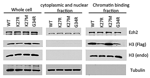 Figure 2. K27M mutants do not alter the whole EZH2 binding to the chromatin. The whole-cell lysates, cytosol, or nuclear fractions from 293T cells expressing histone wild-type (WT) H3.3, H3.3K27R, H3.3K27M, or H3.3G34R mutant transgene were prepared, and proteins in these fractions were analyzed by western blotting.