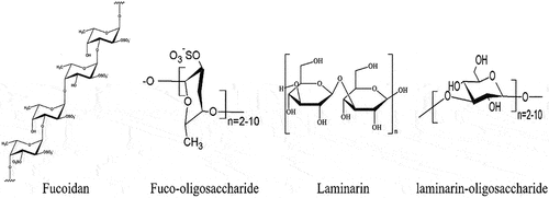Figure 2. Structural illustration of fucoidan and laminarin polysaccharides [Citation87] and their oligosaccharides [Citation88].