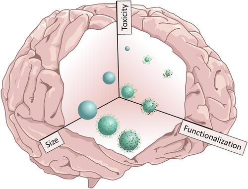 Figure 4 Effect of size and chemical composition on toxicity. Schematic illustration representing the size and chemical composition of either functionalized silver or gold nanoparticles as selected factors that produce toxicity effects in the CNS.