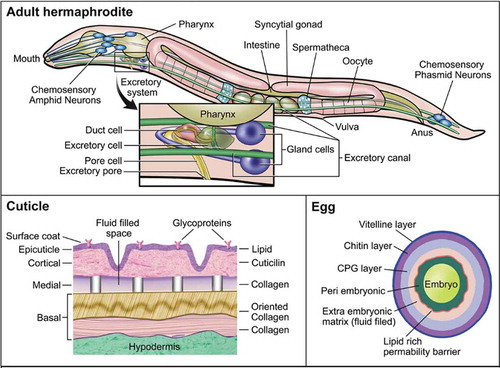 Figure 2. Schematic of physical barriers to xenobiotic diffusion in C. elegans.