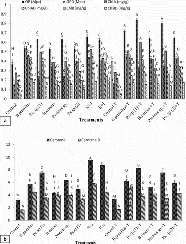 Figure 6. Effect of l-tryptophan and PGPR inoculation on (a) osmotic potential, Chl a and Chl b, (b) carotenoids activity under drought-stressed conditions.