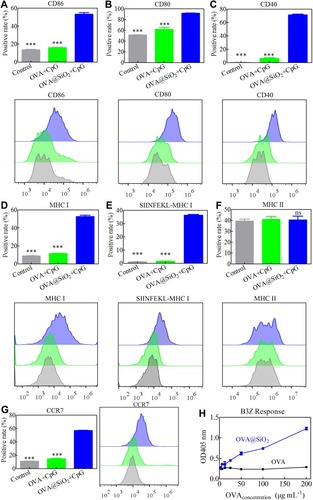 Figure 4 (A–G) Expression of the costimulatory markers CD86, CD80, CD40, the recognition signals (MHC I, SIINFEKL-MHC I and MHC II) and the chemokine receptor CCR7 on BMDCs stimulated with different formulations for 48 h. Data represented the mean ± SD (n = 3), the differences were analyzed using one-way ANOVA with Tukey’s multiple comparison test, ***p < 0.001. (H) Activation of SIINFEKL-specific CD8+ T cells (B3Z) after co-culturing with BMDCs.