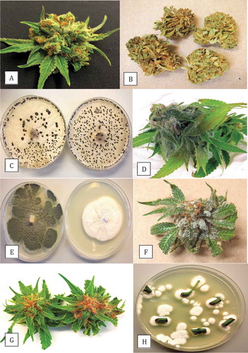 Fig. 1 (Colour online) (a) Healthy fresh flower bud of Cannabis sativa (marijuana) harvested 10 weeks into the production cycle that was used for inoculation studies; (b) Dried mature flower buds at harvest; (c) Recovery of B. cinerea from naturally infected flower buds; (d) Symptoms of necrosis due to botrytis bud rot following artificial inoculation; (e) Penicillium species recovered from cannabis buds – (left) P. olsonii, (right) P. copticola; (f) Extensive colonization of flower bud by P. olsonii; (g) Slight necrosis following inoculation with P. copticola (right) compared with control (left); (h) Recovery of P. copticola from cannabis stem and petiole segments following surface-sterilization with sodium hypochlorite.