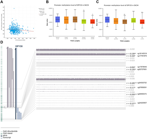 Figure 2 DNA methylation and its correlation with DPY30 expression. (A) Correlation analysis of DPY30 mRNA expression with DPY30 promoter methylation status by the UALCAN database. (B) The methylation levels of DPY30 gene promoter region were compared in TNM stage from UALCAN database. (C) The methylation levels of DPY30 gene promoter region were compared in N stage from UALCAN database. (D) DNA methylation of the DPY30 promoter region in TCGA-SKCM dataset. *P< 0.05, **P< 0.01, ***P< 0.001.