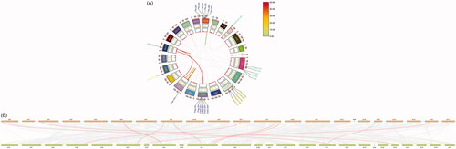 Figure 5. Distribution of genes on chromosomes. (A) Circos plot: distribution of genes on mouse chromosomes. Gene symbol-number corresponds to different transcripts. Gray lines, collinearity of all mouse chromosomes; colored lines, collinearity of chromosomes of the 12 mouse genes. (B) Contrast plot of mouse and human genes: comparative distribution of the genes on the mouse and human chromosomes. Gray lines, collinearity of all mouse and human genes; red lines, collinearity of 11 mouse and human genes; orange bars, mouse chromosomes; green bars, human chromosomes.