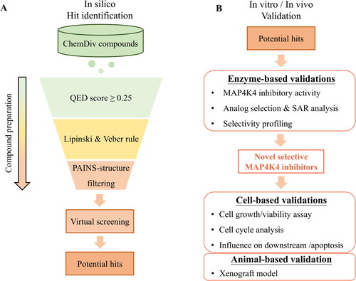 Figure 1. Workflow of identifying novel MAP4K4 inhibitors. (A) Steps of screening strategy. (B) In vitro and in vivo validation of potential MAP4K4 inhibitors.