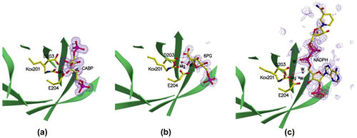 Fig. 6. Structures of the catalytic sites of (a) 2-CABP, (b) 6PG-, and (c) NADPH-bound RuBisCOs with electron density maps of the ligands.Citation42)