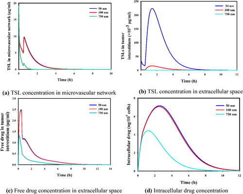 Figure 11. Sensitivity analysis on nanoparticle size (50, 100, 750 nm). (a) TSL concentration in microvascular network, (b) TSL concentration in extracellular space, (c) Free drug concentration in extracellular space, and (d) Intracellular drug concentration.