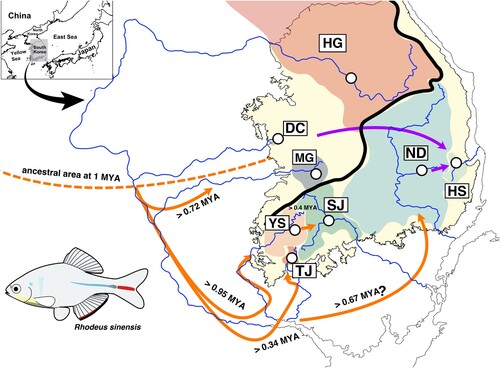 Figure 1. The sampling locations of Rhodeus sinensis (see Table 1 for the details of the locations) and the spatiotemporal pattern of its ancestral populations. Black dash lines represent the lowest sea level (−125 m) at the last glacial maximum, and blue lines indicate the paleo-drainage systems, both of which were reconstructed based on the bathymetric information extracted from the digital elevation model implemented in ArcGIS (see Materials and Methods for the details). Orange dashed line represents the limit of ancestral distributions for the ancestral R. sinensis around 1 MYA (million years ago). Orange solid and purple lines indicate the inferred colonization pathways of ancestral populations and the inferred event(s) of anthropogenic introductions, assumed based on our results.