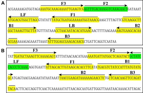 Figure 1 Sequence and location of nuc (A) and mecA (B) genes used to design loop-mediated isothermal amplification primers. The nucleotide sequences of the sense strand of nuc and mecA are listed. Right arrows and left arrows indicate sense and complementary sequences that are used.