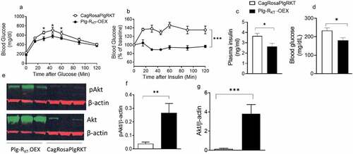 Figure 6. Overexpression of Plg-RKT improves glucose tolerance and insulin sensitivity. (a) glucose tolerance test (b) insulin tolerance test (c) plasma insulin and (d) blood glucose of HFD-fed Plg-RKT-OEX and CagRosaPlgRKT mice. N = 8±SEM. (E,F,G) Representative western blots and densitometric scans of insulin-mediated levels of phosphorylated and non-phosphorylated Akt in EAT of HFD-fed Plg-RKT-OEX and CagRosaPlgRKT mice. N = 3–6±SEM. *P < 0.05, **P < 0.01, ***P < 0.001.