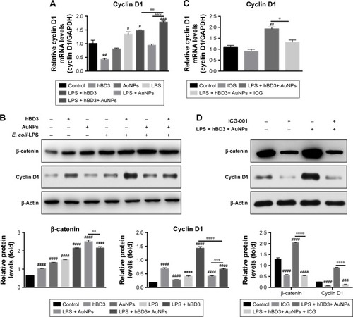 Figure 5 Effects of Wnt/β-catenin signaling pathway on osteogenic differentiation of hPDLCs induced by hBD3-combined AuNPs in inflammatory microenvironments.Notes: hPDLCs were treated with hBD3 (5 μg/mL), AuNPs (45 nm, 10 μM), E. coli-LPS (1 μg/mL) and ICG-001 (10 μM). (A) The Wnt/β-catenin pathway target gene cyclin D1 mRNA expression on day 7 analyzed by real-time PCR. (B) β-Catenin and cyclin D1 protein expressions on day 7 analyzed by Western blot. (C) ICG-001 blocked the mRNA expression of the target gene cyclin D1 and (D) the protein expressions of β-catenin and cyclin on day 7. #P<0.05, ##P<0.01, ###P<0.001, and ####P<0.0001 compared with the control group; *P<0.05, **P<0.01, ***P<0.001, and ****P<0.0001.Abbreviations: AuNPs, gold nanoparticles; E. coli, Escherichia coli; hBD3, human β-defensin 3; hPDLCs, human periodontal ligament cells; LPS, lipopolysaccharides; PCR, polymerase chain reaction.