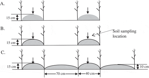 Figure 1 Maize (Zea mays L.) planting patterns for three treatments: (A) no mulch (narrow ridges with flat land between ridges; no mulch); (B) half mulch (narrow ridges covered with mulch but flat land between ridges not covered); (C) full mulch (alternate narrow and wide ridges; all covered with mulch). Maize was seeded next to ridges in no mulch and half mulch treatments and in furrows in full mulch treatment. Within each treatment, soil was sampled along length on narrow ridges.