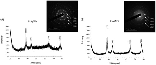 Figure 4. XRD spectrum and SEAD pattern of P-AgNPs (A), and P-AuNPs (B), showing crystalline nature of nanoparticles.