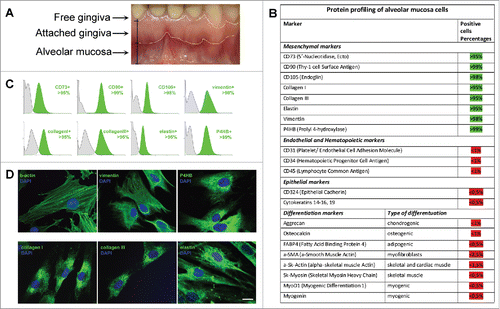 Figure 1. Characterization of mesenchymal cells derived from human Alveolar Mucosa. Typical data of one AMC culture is presented. Analysis of all investigated AMC has shown no significant deviations for cultures obtained from ten different patients. (A) Anatomical regions of human gingiva. The sources of Alveolar Mucosa (AMC) Attached Gingiva (AGC) and free gingiva cells are indicated. (B) Protein profiling of AMC. FACScan analysis data of different protein markers expression in AMC at early passages (2–3p). (C) Expression of positive mesenchymal markers in AMC*. (D) Immunofluorescence analysis of mesenchymal markers confirming morphology of investigated AMC, cell nuclei stained with DAPI (Bars 25 μm)*. * - Data of negative (unexpressed in AMC) markers is available in Suppl.1.