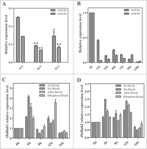 Figure 2. OsHub1/2 expression pattern after M. oryzae infection and hormone treatments. (A) Total RNA of 6-week-old Spin6 RNAi plants and control plants was used for real-time PCR. (**t test, with P < 0.01; *t test, with P < 0.05) (B) Total RNA of 3-week-old Nipponbare seedlings after inoculation with M. oryzae was used for real-time PCR. (C, D) 3-week-old Nipponbare seedlings were treated with 100 μM JA, 100 μM SA, 200 μM ABA and 100 μM ethephon and the leaves were sampled at 0, 4, 8, 12, and 24 h after the treatments. Total RNA was extracted and analyzed by real-time PCR.