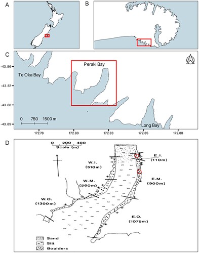 Figure 1. Location of study site. A, Map of New Zealand with B an enlarged map of Banks Peninsula, C, an enlarged map of Peraki Bay and surrounding Bays, D, Peraki Bay with transect locations completed in 1976 and 2021 (+), tagging locations (red circles), substrate types, and sampling strata (between black lines): W.I., western inner; W.M., western middle; W.O., western outer; E.I., eastern inner; E.M., eastern middle; E.O., eastern outer (adapted from Sainsbury 1982). The tagging location in E.I. is where tagging occurred in 2021, whereas the tagging location in E.M. is where tagging occurred in 1976.