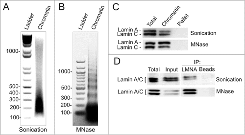 Figure 1. Chromatin fragmentation by sonication or digestion with micrococcal nuclease. (A, B) Chromatin fragmentation patterns after (A) Bioruptor® sonication and (B) MNase digestion (0.37 U/106 cells) followed by a brief sonication pulse as described in Materials and Methods. (C) Western blot analysis of lamin A/C in chromatin and pellet fractions after sonication- or MNase-based fragmentation. Total, cell lysate before fragmentation. (D) Western blot of lamin A/C immunoprecipitated (IP) from sonicated or MNase-digested chromatin. Total, cell lysate; input, chromatin before immunoprecipitation; beads-only were used as negative controls.