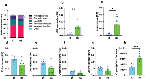 Figure 5. RS supplementation alters gut microbiome composition. a) phylum-level relative abundances (RA), b) Bifidobacterium, c) Akkermansia relative abundance, d) eubacteriales, e) Clostridiaceae, f) Clostridium scindens, and g) lachnospiraceae relative abundances after 2 months of IC or RS feeding. Data presented as mean ± SEM, n = 8 per group. *q < .05 **q < .01. h) total bacterial count from cecal contents collected after 2 months of IC or RS feeding. ***p < .001 by Student’s t-test. Data presented as mean ± SEM, n = 7–8 per group.