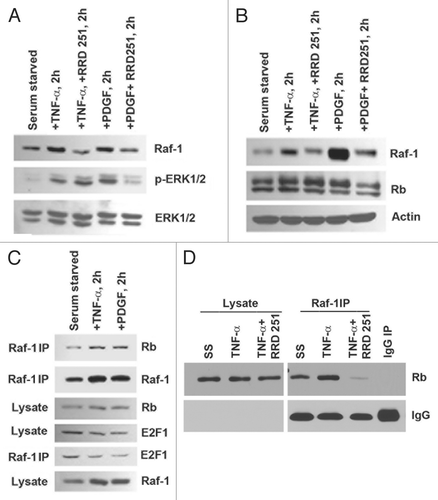 Figure 5 RRD-251 inhibits Rb-Raf-1 interaction in AoSMCs. (A and B) Treatment with TNFα or PDGF in the presence of RRD-251 inhibits Raf-1 levels in AoSMCs (A) and A10s (B). (C) TNFα and PDGF treatment induced Rb-Raf-1 binding in AoSMCs. (D) RRD-251 inhibits TNFα-induced Rb-Raf-1 interaction.