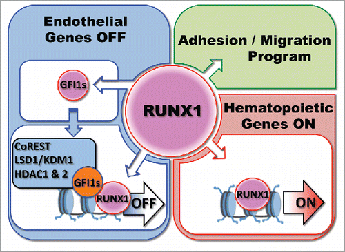 Figure 2. Model of Regulation by RUNX1 and GFI1(s) of the Endothelial to Hematopoietic Transition. The model is discussed in the text.