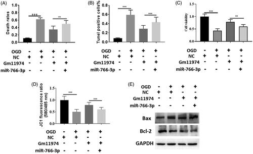 Figure 5. LncRNA Gm11974/miR-766-3p/NR3C2 axis in cerebral ischemic reperfusion injury. A. Overexpression of miR-766-3p could increase the cell death rates compared with lncRNA Gm11974 group. B. Tunel assay showed that co-transfection of lncRNA Gm11974 and miR-766-3p could restored the effect of lncRNA Gm11974. C. Cell viability showed that co-transfection of lncRNA Gm11974 and miR-766-3p decreased the cell viability rate. D. Overexpression of miR-766-3p could rescued the effect of lncRNA Gm11974. E. Bax and Bcl-2 were detected via western blot.