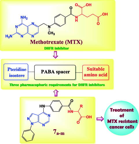 Figure 2. The structural approach between the synthesised novel pyrazolo[3,4-d]pyrimidines 7a–m with MTX reference drug.