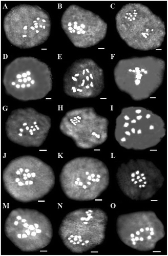 Figure 5 Representative meiotic cells of four Scutellaria species. (A) S. tomentosa: diakinesis (24420). (B, C) S. persica: (B) diakinesis (25500); (C) asynchronous nuclei (25500). (D–H) S. theobromina: (D) diakinesis (26554); (E) diakinesis (25838); (F) metaphase I with precocious chromosome migration to the pole (25838); (G) diakinesis (25824); (H) asynchronous nuclei (25824). (I) S. nepetifolia: diakinesis (27446). (J–O) S. pinnatifida: (J) diakinesis (25428); (K) diakinesis (26704); (L) diakinesis (25742); (M) diakinesis (28517); (N) asynchronous nuclei (28517); (O) diakinesis (26111). Scale bars: 2 μm.