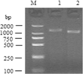Figure 1. RACE results for the porcine MOSPD2 gene. M, DL2000 DNA markers (Bioteke, Beijing, China); Lane 1, 5′-RACE product for the porcine MOSPD2 gene; Lane 2, 3′-RACE product for the porcine MOSPD2 gene.