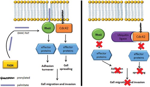 Figure 4. FASN activity supports RhoU and Cdc42 regulation of cell migration