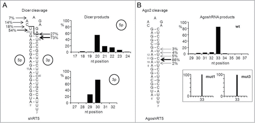 Figure 6. Probing the ends of a regular shRNA versus AgoshRNA molecule. SOLiD deep sequencing was performed on small RNAs isolated from shRT5 (21/5) or AgoshRT5 (19/5) expressing cells. (A) The predicted structure of the short hairpin shRT5. The predicted 2-nt staggered Dicer cleavage site is indicated with a line. Depicted are the percentages of the total reads that either end (5′ side) or start (3′ side) around the Dicer cleavage-site. The cut off was set at 5%. These percentages are also presented in a bar-graph. (B) Depicted on the predicted structure of AgoshRT5 are the percentages of the total reads that end around the AGO2 cleavage site on the 3′ side of the hairpin. The cut off was set at 1%. These percentages are also depicted in a bar-graph. The results for mutants 1 and 3 are shown as inserts.