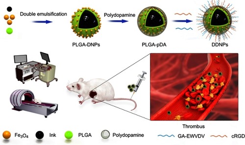 Figure 1 Flow chart of the experimental design.Abbreviations: PLGA, poly(lactic-co-glycolic acid); DNPs, dual-modality nanoparticles; pDA, polydopamine; DDNPs, dual-modality and dual-ligand nanoparticles; GA-EWVDV, a Glu-Trp-Val-Asp-Val pentapeptide modified with gallic acid; cRGD, cyclic Arg-Gly-Asp.