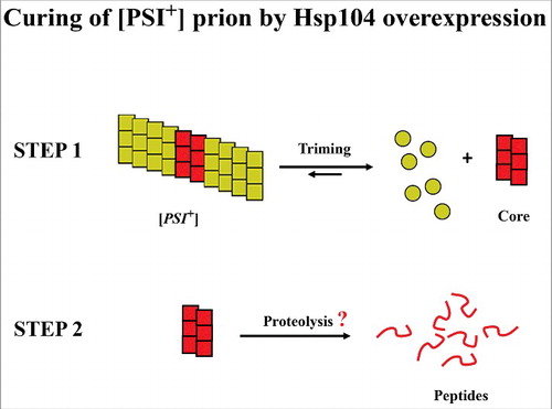 Figure 4. Model of the curing of [PSI+] by Hsp104 overexpression. Curing occurs in a 2-step process with first trimming of the amyloid fiber followed by proteolysis of the amyloid core, consisting of small amyloid polymers. The rate of trimming (step 1) is increased by Hsp104 overexpression and decreased by Ssa1 overexpression. As for other factors that inhibit curing of [PSI+] by Hsp104 overexpression, including expressing Sis1 without its dimerization domain or deleting the following proteins: Sti1, Ssbs, or members of the Hsp90 family, it has yet to be determined which step is affected in this model.