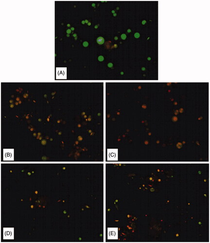 Figure 4. Fluorescent microphotographs of cells post treatment with different compounds (B–E) at 10 μM concentration for 6 h duration in comparison to the control (A). Viable healthy cells appeared bright green, while apoptotic cells appeared orange-red (EB/AO stain, 400×).