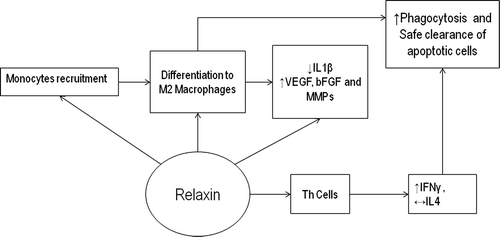 Figure 1. Immune modulation by relaxin. Summary of potential immunonodulatory effects of relaxin upon monocytes leading to differentiation into M2 macrophages and Th cells. VEGF, Vascular-induced growth factor; bFGF, basic fibroblast growth factor; MMP, Matrix metalloproteinase.