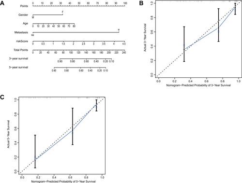 Figure 5 Establishment of the nomogram in GSE21257. (A) The nomogram predicted the 3- and 5-year survival risk in osteosarcoma patients. (B) The calibration curve of the 3-year survival. (C) The calibration curve of the 5-year survival.